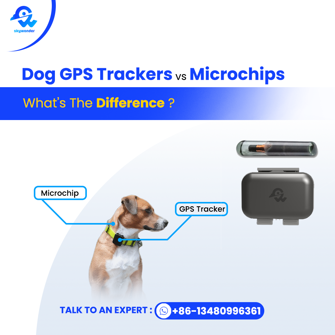 Dog GPS Trackers vs Microchips – What’s The Difference