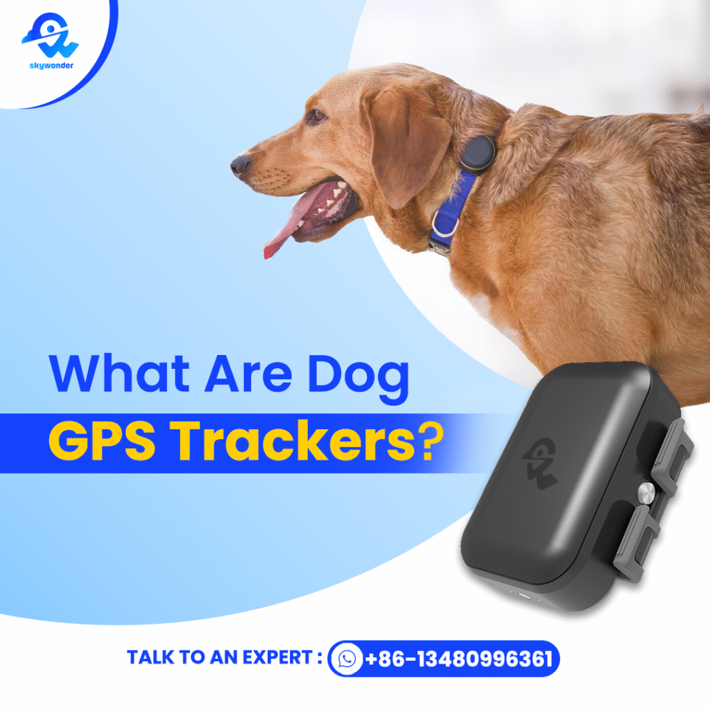 What Are Dog GPS Trackers?