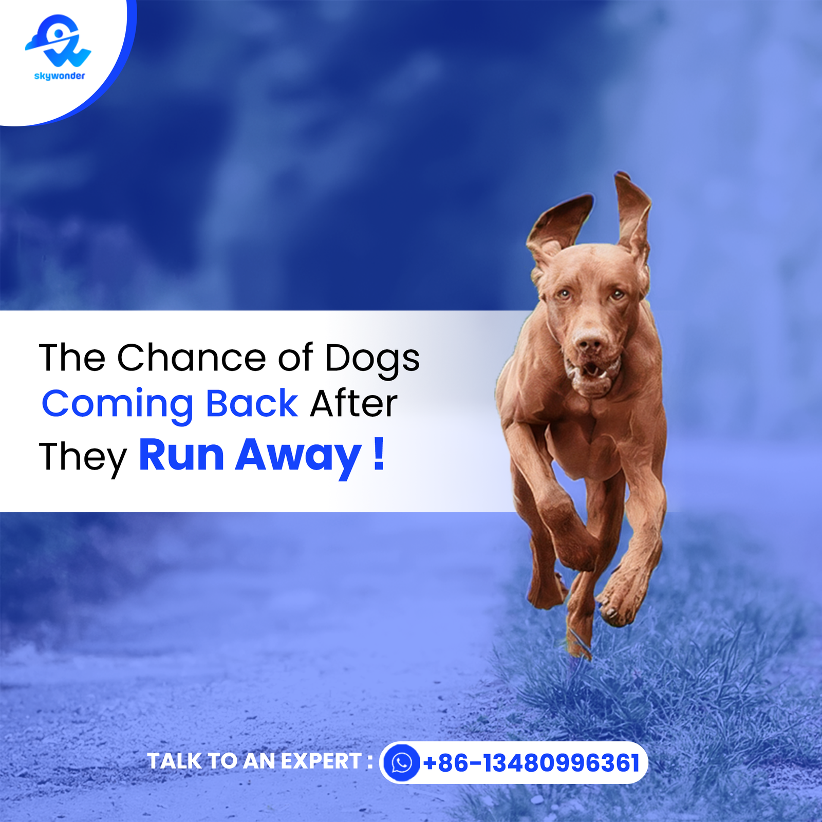 The Chance of Dogs Coming Back After They Run Away