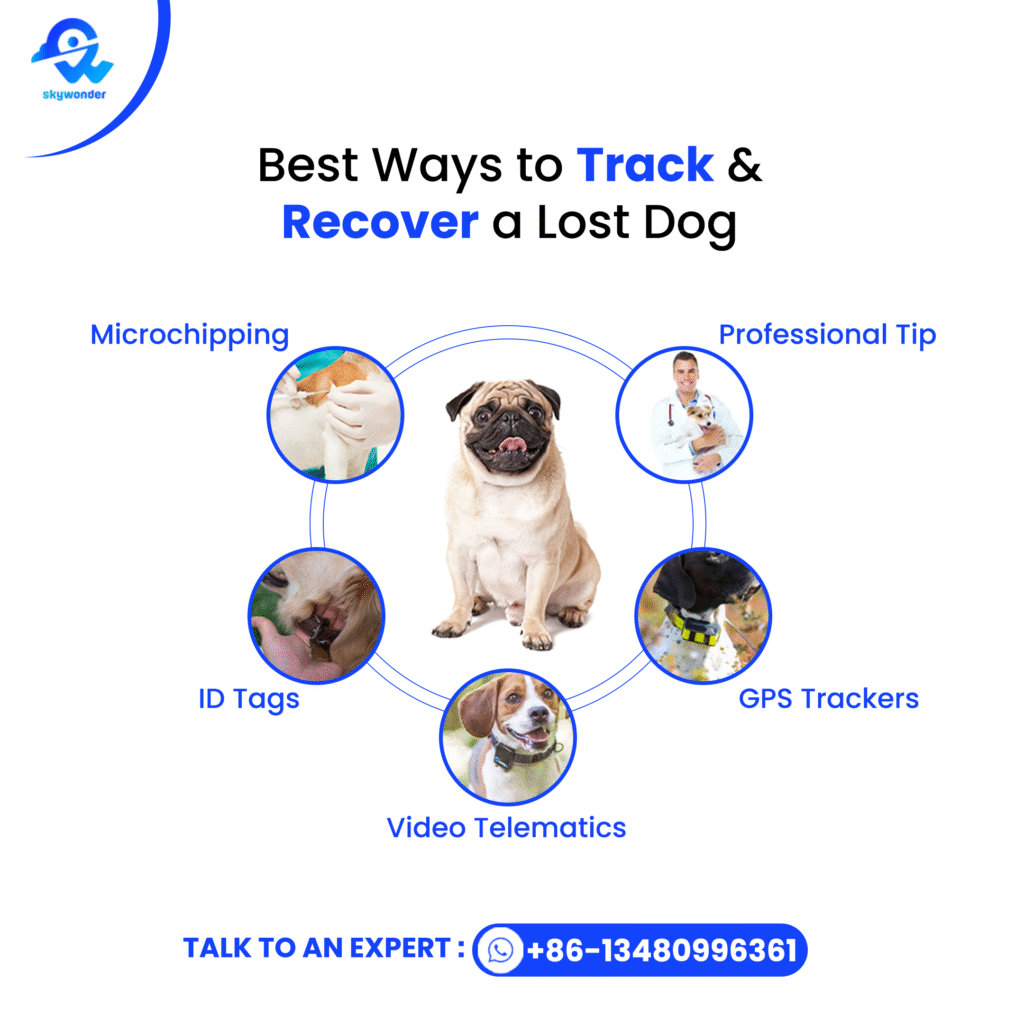 Best Ways to Track and Recover a Lost Dog